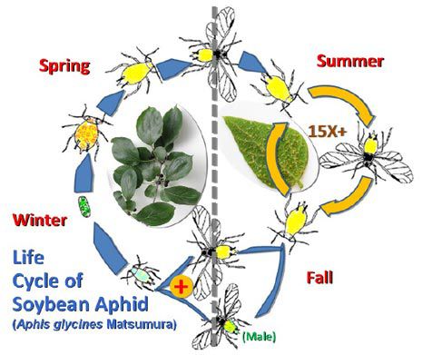 Life cycle of the soybean aphid.