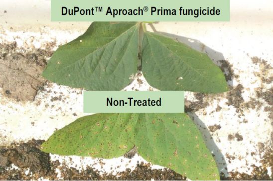 Soybean Yield Response To Dupont Aproach Prima Fungicide Southern U S Pioneer Seeds