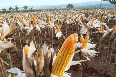 cara menanam jagung