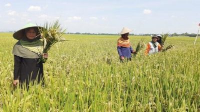 Alasan Petani di Pati Mulai Ritual Wiwitan Panen Padi Tanpa Mengarak Kepala  Kambing ke Sawah