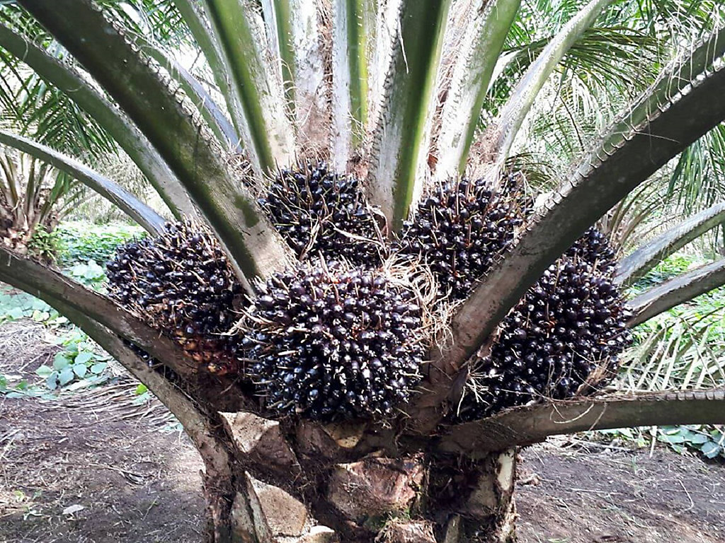 Di cocok daerah sawit ditanam kelapa Kelapa sawit