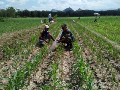 Perawatan Dan Pemeliharaan Tanaman Jagung