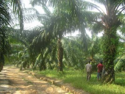 Jenis Jenis Hama Dan Penyakit Pada Tanaman Kelapa Sawit