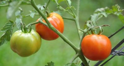 tanaman tomat
