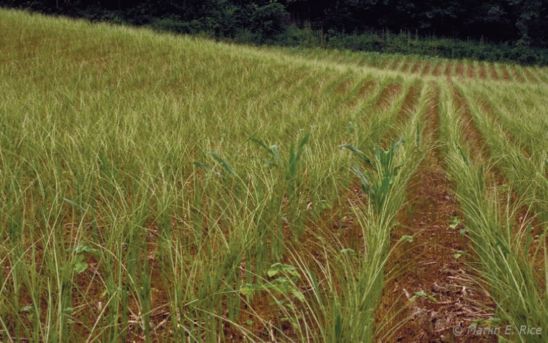 Injury to corn from armyworm in southern Iowa.