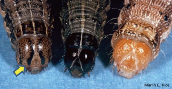 Side-by-side comparison of armyworm