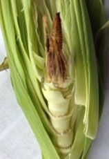 Corn ears damaged from 'silkballing.'