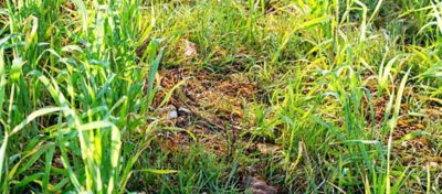 Lutte contre les graminées article