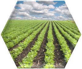 Use Arylex Active in a range of challenging weather conditions