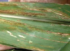 Photo showing corn leaf with bacterial leaf streak.