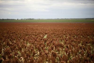 banner sorgo