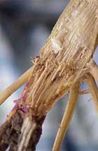 Root rot beginning in basal stalk region.