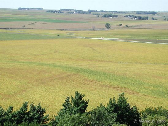 Soybean field - Area of green stem.
