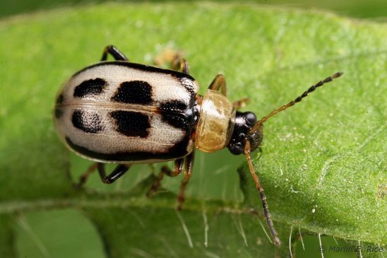 Bean leaf beetle adult