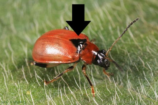 Black triangle is an identifying mark for bean leaf beetle adult.