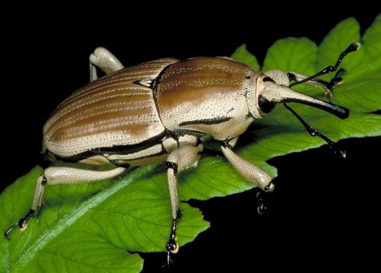 Clay-Colored Billbug