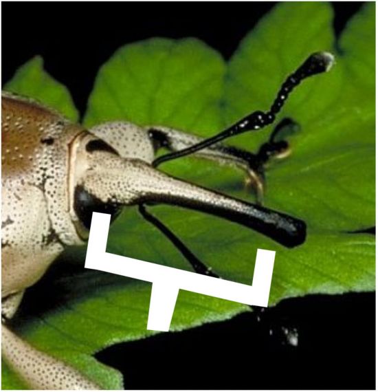 Corn billbug mouthpart