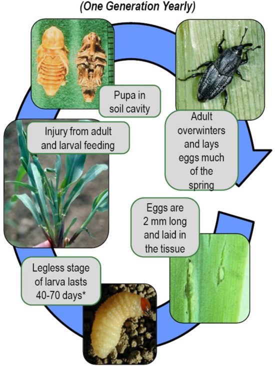 Corn billbug annual life cycle