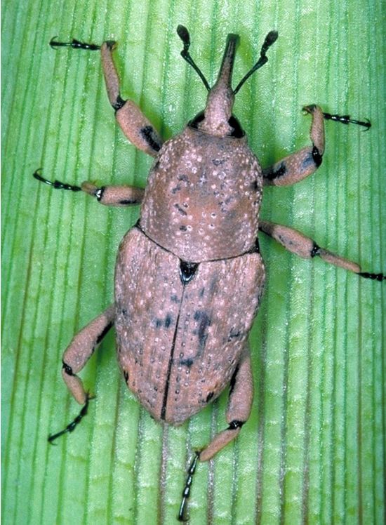 Southern Corn Billbug