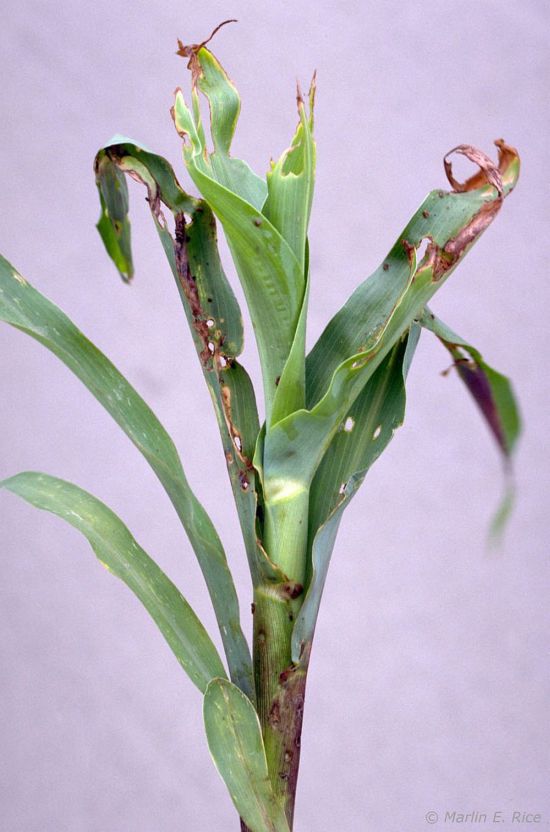 Corn billbug damage