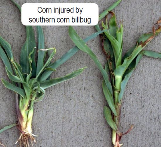 Corn injured by southern corn billbug