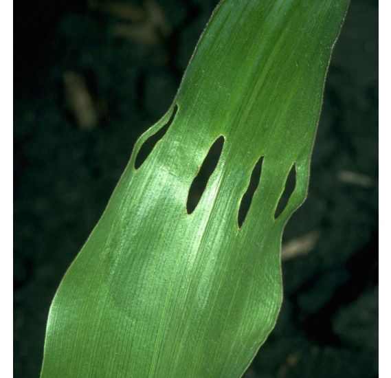 Holes in corn leaf caused by corn billbug