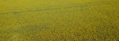 Canola Field