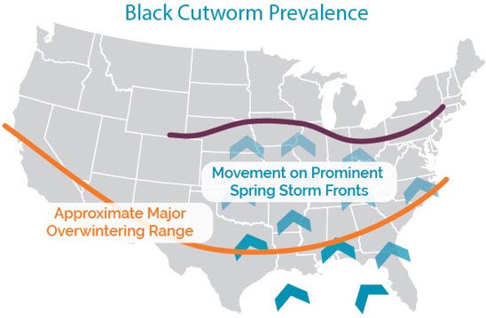 U.S. map showing where black cutworms are a concern.