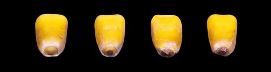 Photo: Progression of black layer development in kernels (at tip of kernels), indicating physiological maturity (R6).