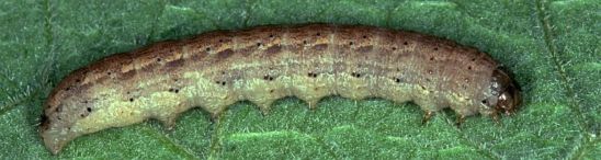 Sandhill cutworm