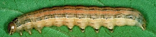 Armyworm