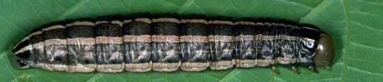 Bronzed cutworm