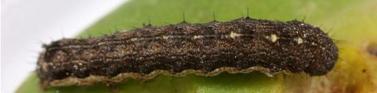 Variegated cutworm