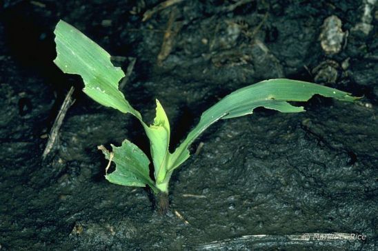 corn plant damage by black cutworm
