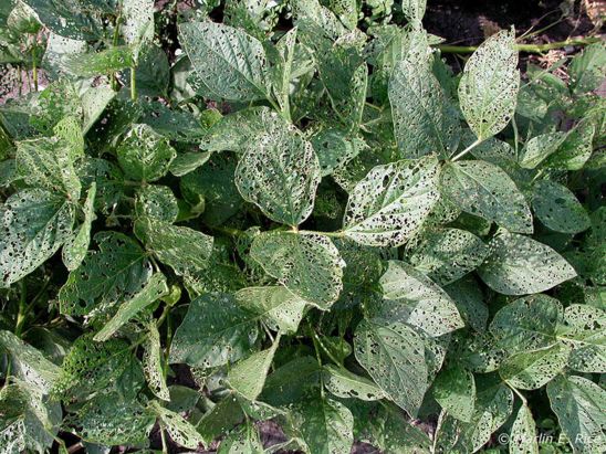 Soybean leaf defoliation from bean leaf beetles.