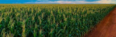 DDG e WDG: uso na nutrição animal e mercado