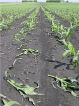 Snapped corn plants at the V5 to V6 growth stage.