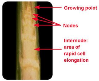 Dissected corn plant showing the developing structures inside the stalk.