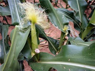 Corn plants snapped at VT.
