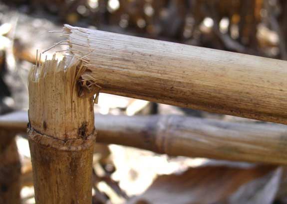 This is a photo showing broken corn stalks due to Diplodia stalk rot infection.