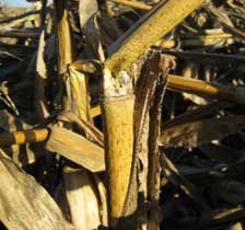Photo showing injured corn stalk.