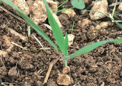 brome sterile