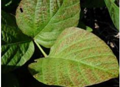 Photo: Leaf bronzing at top of soybean plant due to Cercospora