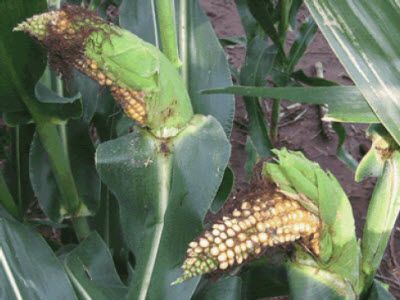 Curved corn ears due to brown stink bug adults.