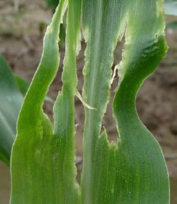 Damaged corn leaf with oval holes and yellow borders.