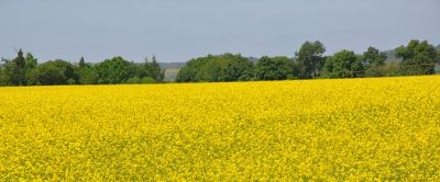 ES_ed_article rural lumiposa