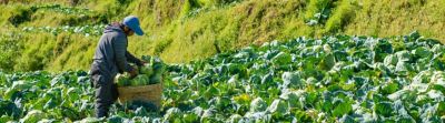man harvesting cabbage