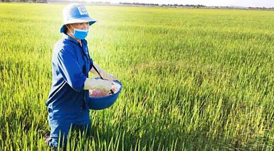 Cách Bón Phân Cho Cây Lúa Hiệu Quả Theo Từng Giai Đoạn Sinh Trưởng