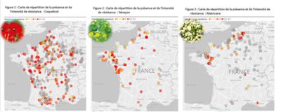 carte adventices