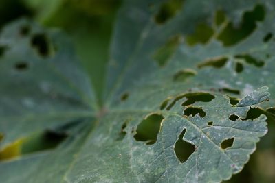 Symptômes de cercosporiose sur feuille de betterave, taches grisâtres à bordure rougeâtre 